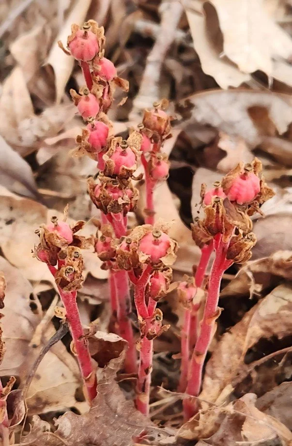   Red Pinesap, Hypopytis lanuginosa, is another mycoheterotroph, parasitizing fungi underneath oak trees.  