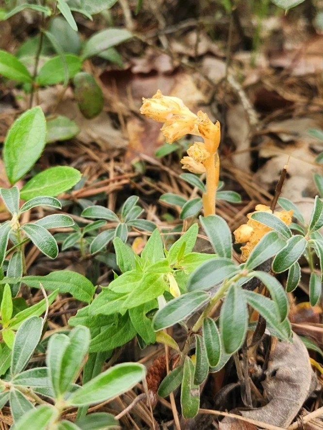   Yellow pinesap, Hypopytis monotropa, a mycoheterotroph blooms among evergreen bearberry. Note the hemiparasitic cow-wheat with its white flowers. &nbsp; 