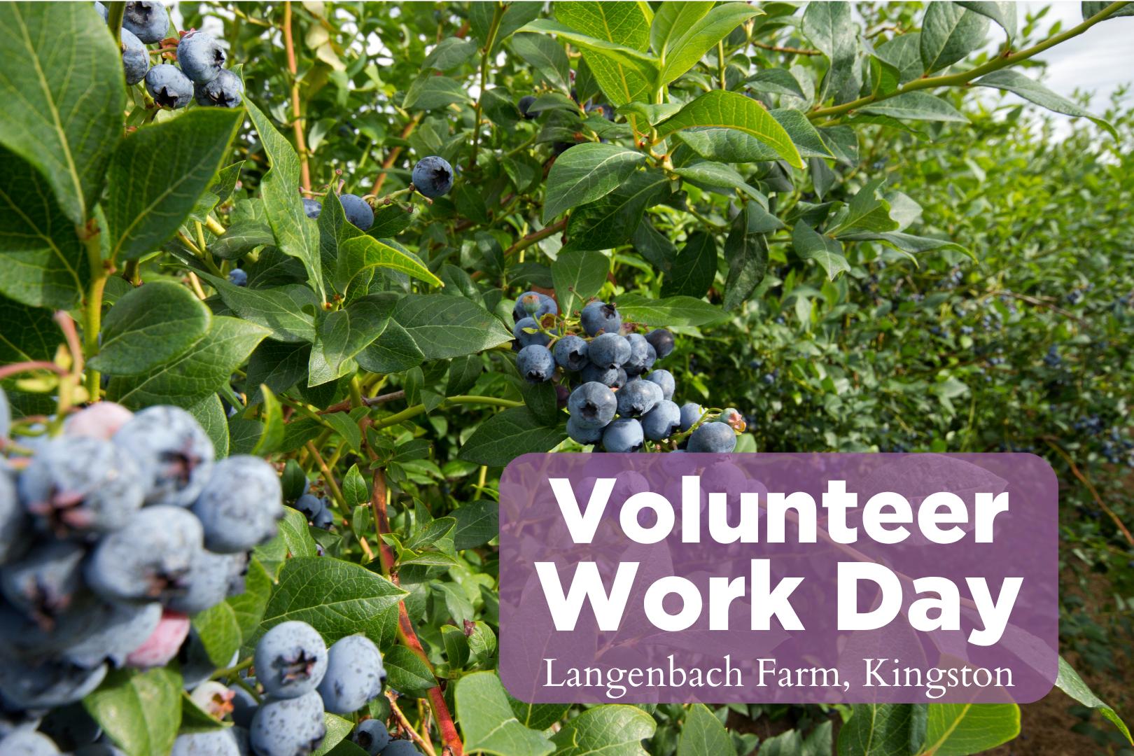 VolunTuesday - Langenbach Farm
