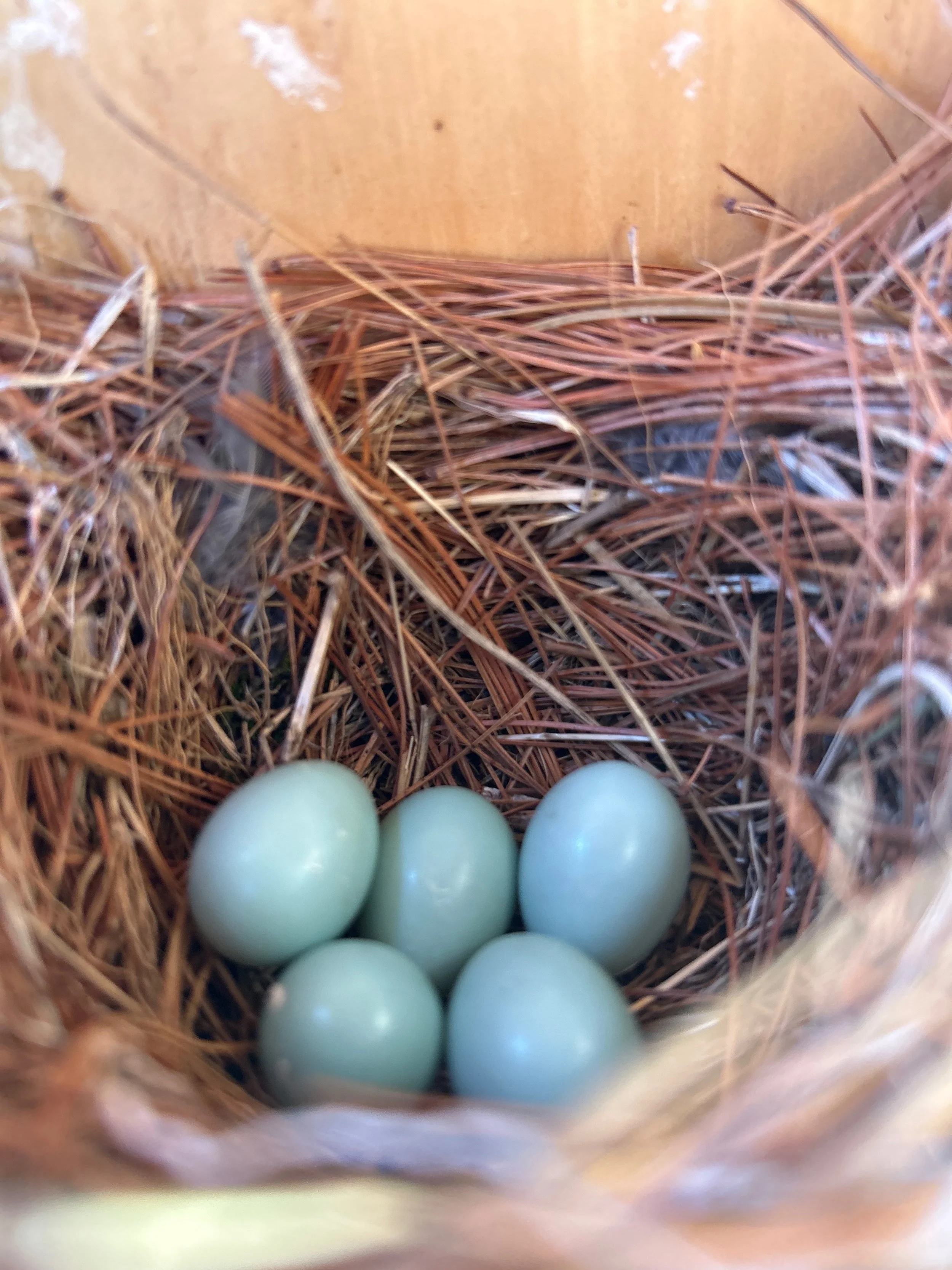 Eastern Bluebird nest progression, from egg to fledgeling. Photos by volunteer Lenna Matthews.