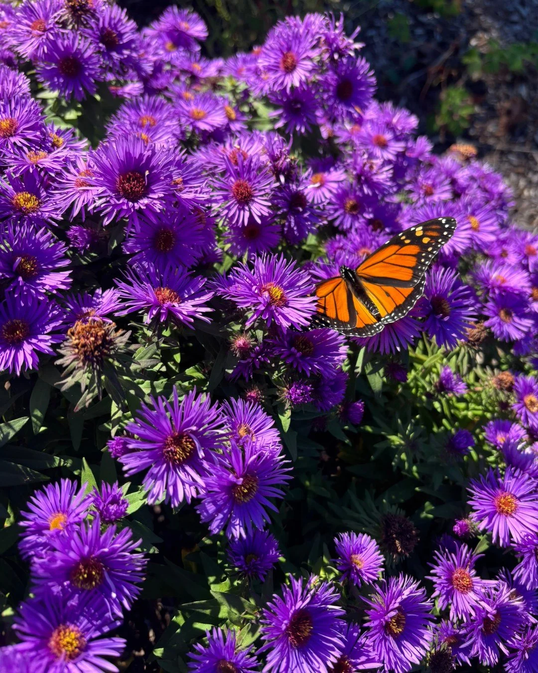 As the last of the Monarch Butterflies fly south for the winter, some have made a pit stop at Davis-Douglas Farm! Our headquarters is a haven for pollinators, featuring beautiful native plants such as this Purple Aster, which seems to be a favorite f