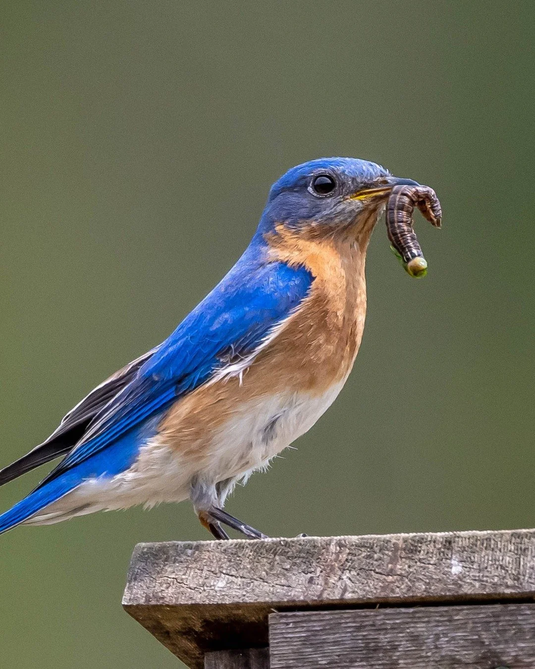 This year, we revamped our Adopt-A-Birdhouse program to help us protect and observe Tree Swallows and Eastern Bluebirds. With the help of volunteers, we collected data on birds using the nest boxes at our preserves, and uploaded the data to CornellLa