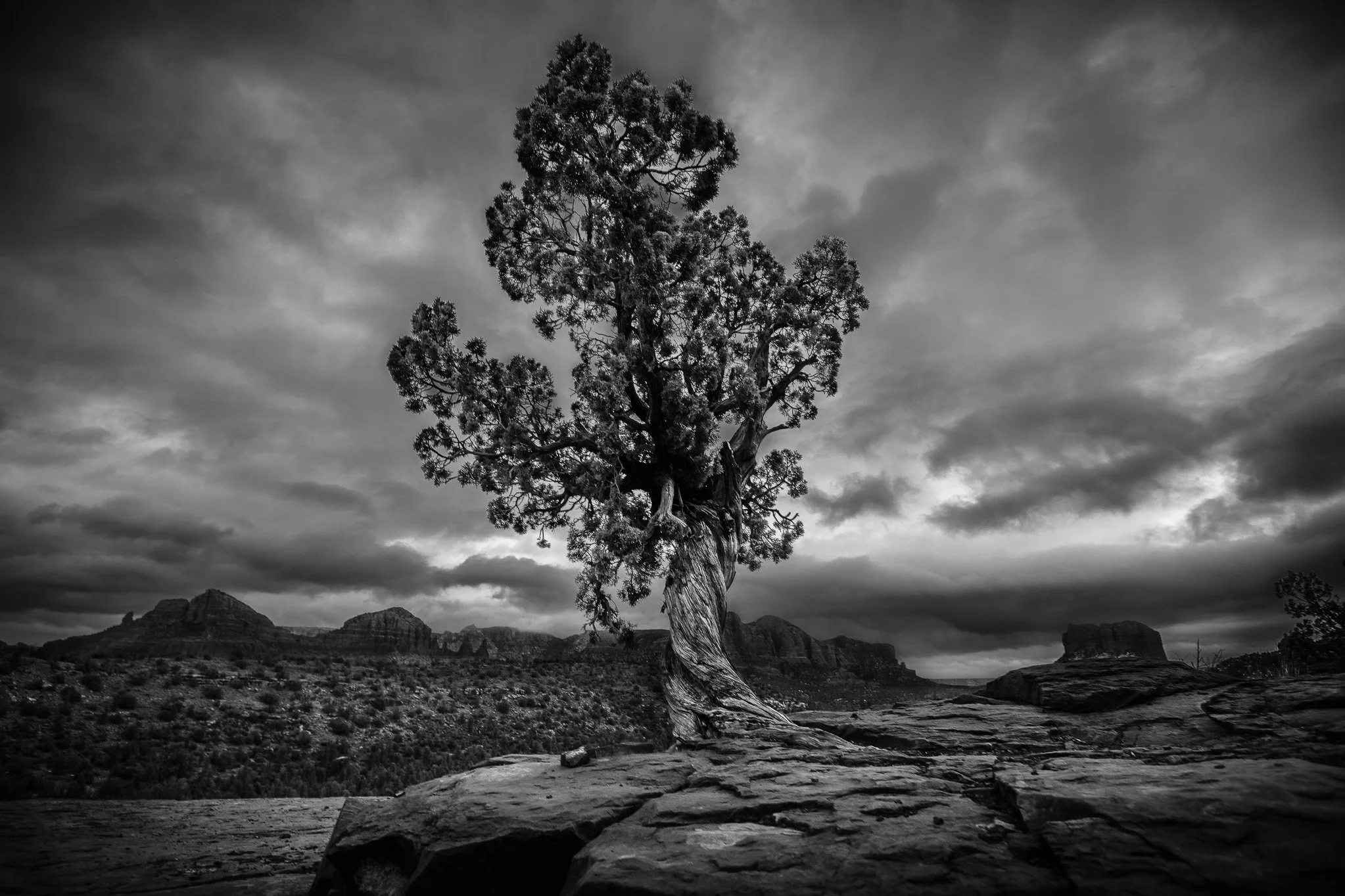 A gnarled tree before a mountainous desert landscape.