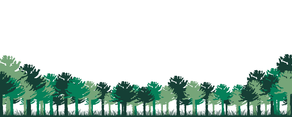 Wildlands Trust — White Pine: A Common Tree's Uncommon History