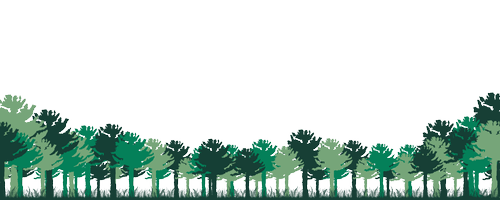 Wildlands Trust — White Pine: A Common Tree's Uncommon History