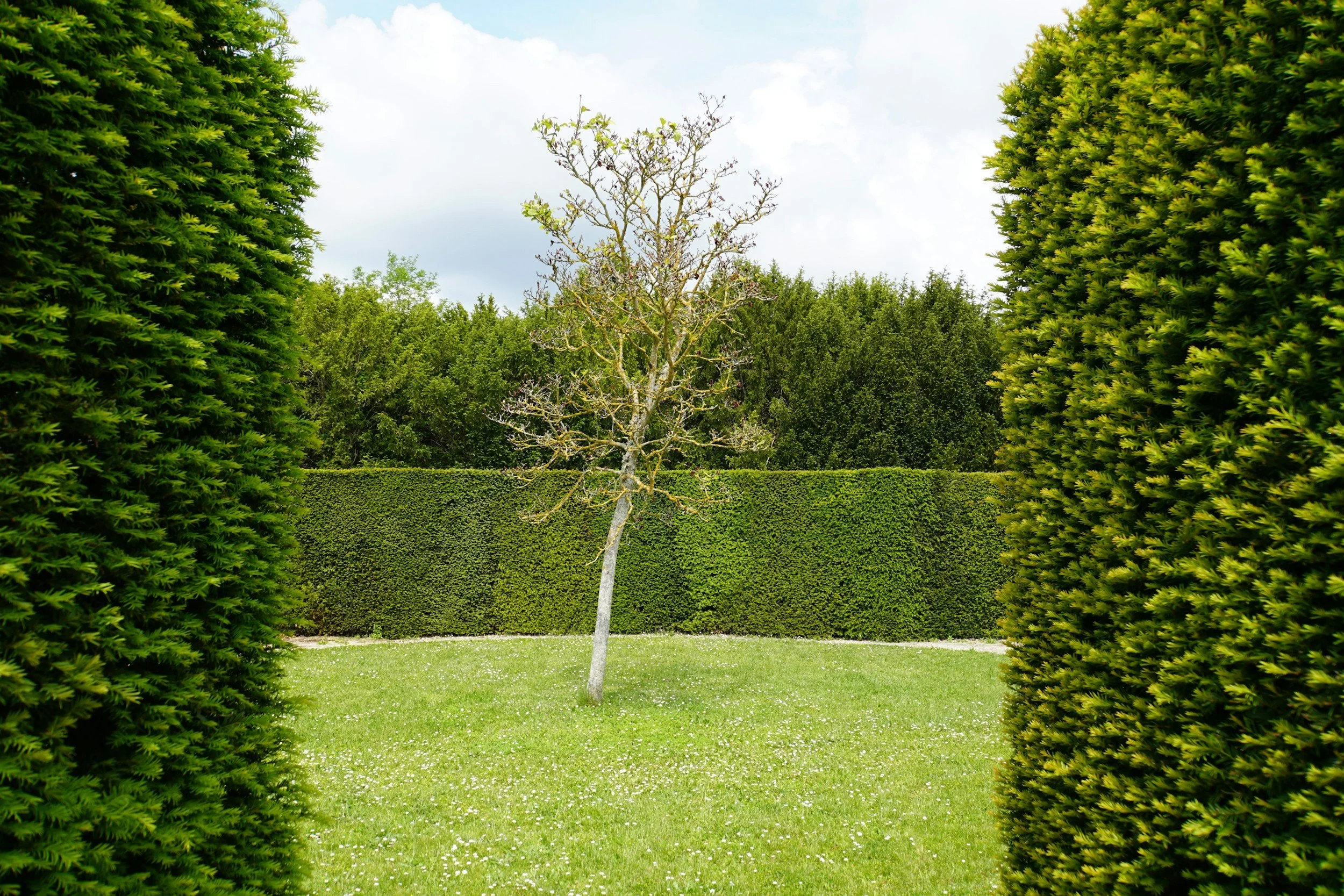 A sparse tree stands in a manicured garden surrounded by tall green hedges, with grassy lawn and cloudy sky.