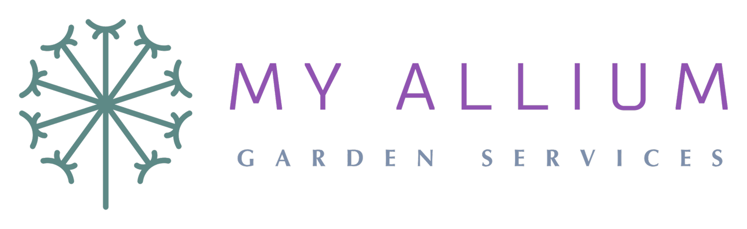 My Allium