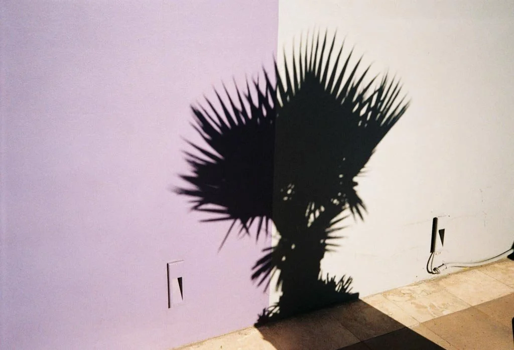 poster-schatten-palme-mexiko.jpg