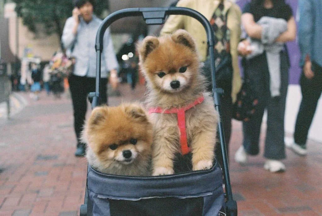 poster-suesse-hunde-hong-kong.jpg