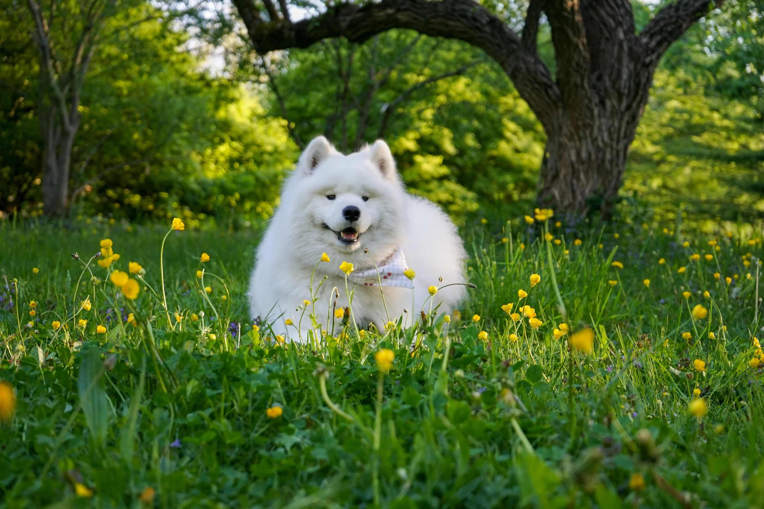 Kiro in Flower Field copy.jpg