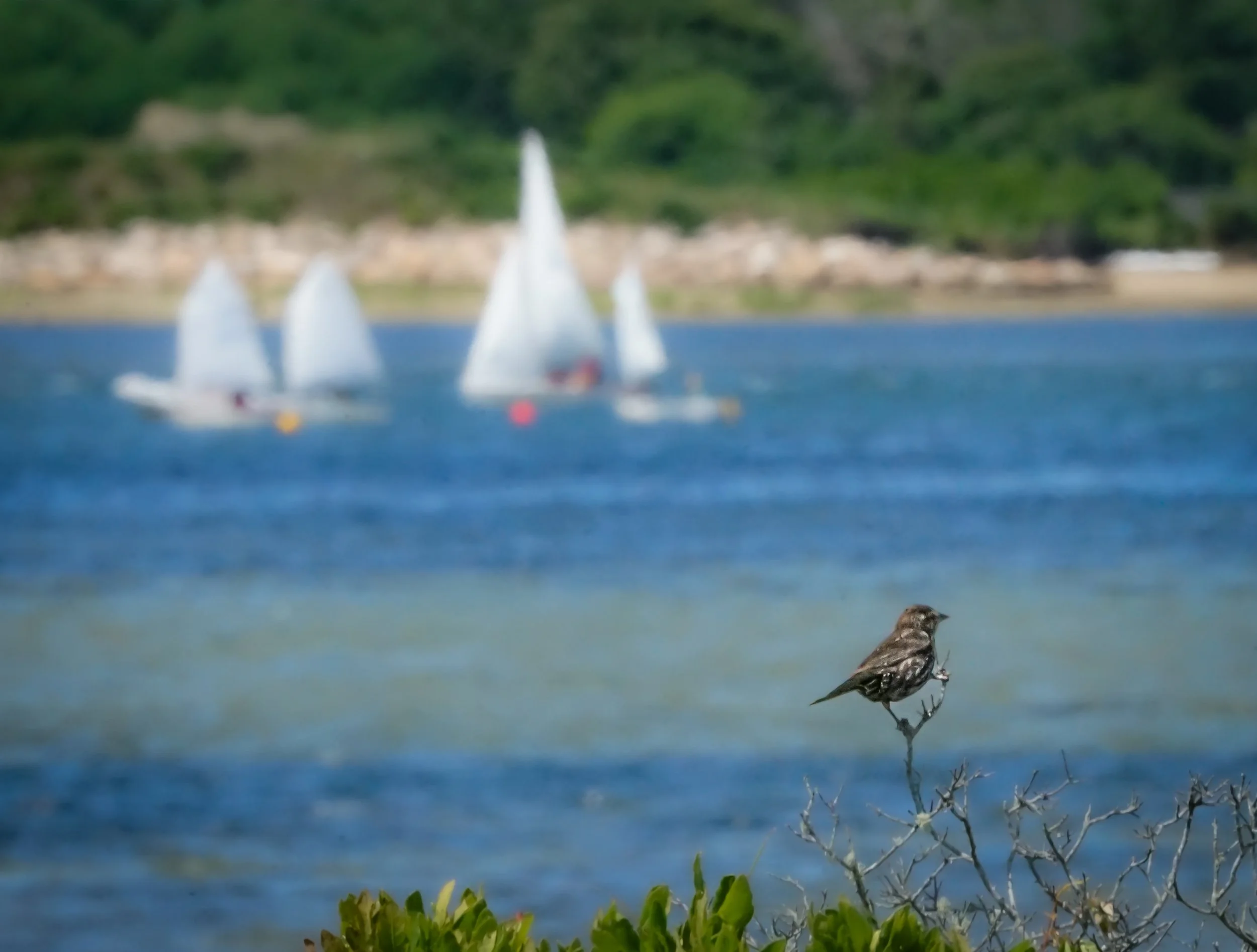 Bird w Sailboats New copy.jpg