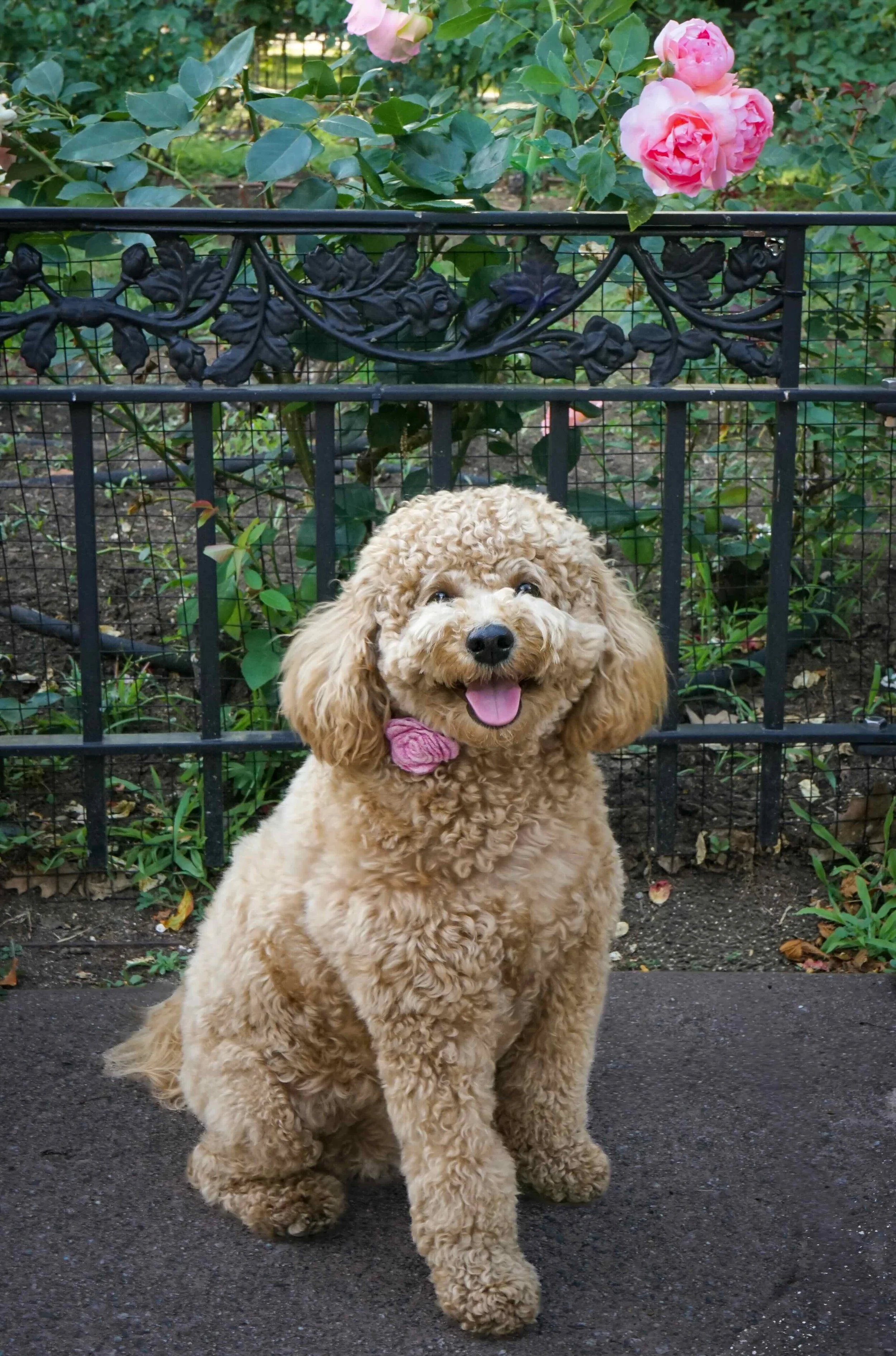 Rosie-2 copy.jpg