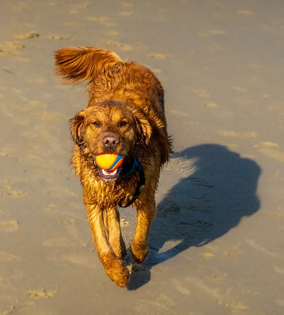 Golden Grover Running With Ball.jpg