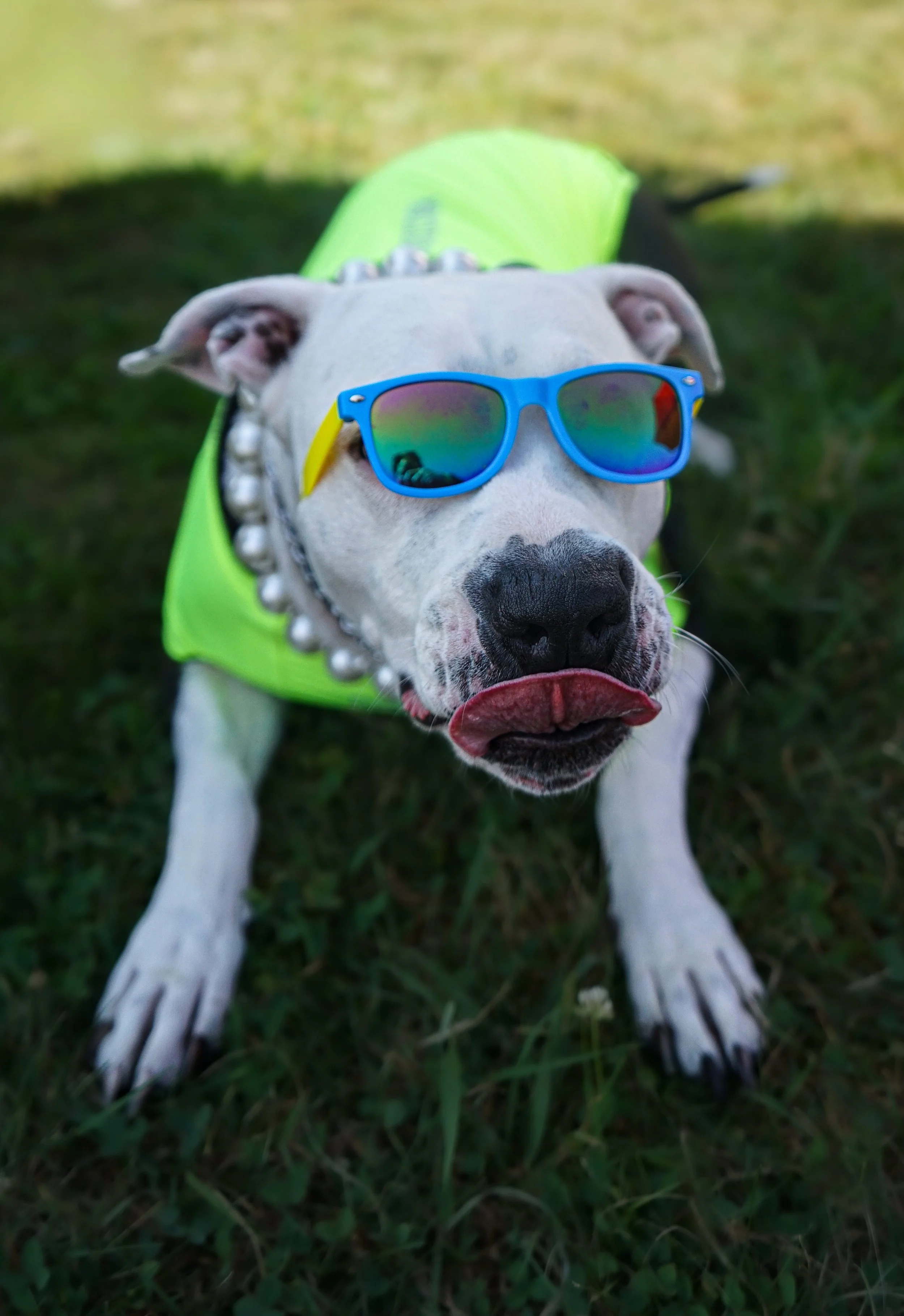 Pittie with Pearls at Nashoba copy.jpg