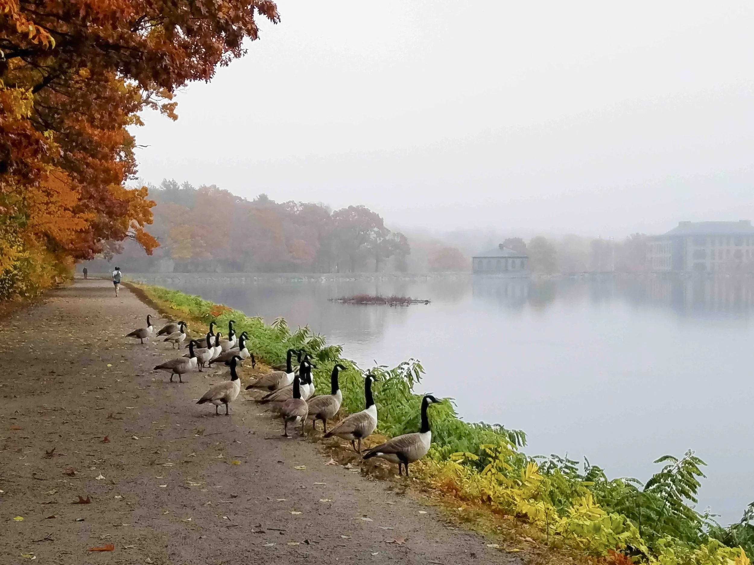 Chestnut Hill Res Full Size-printfile copy 2.jpg