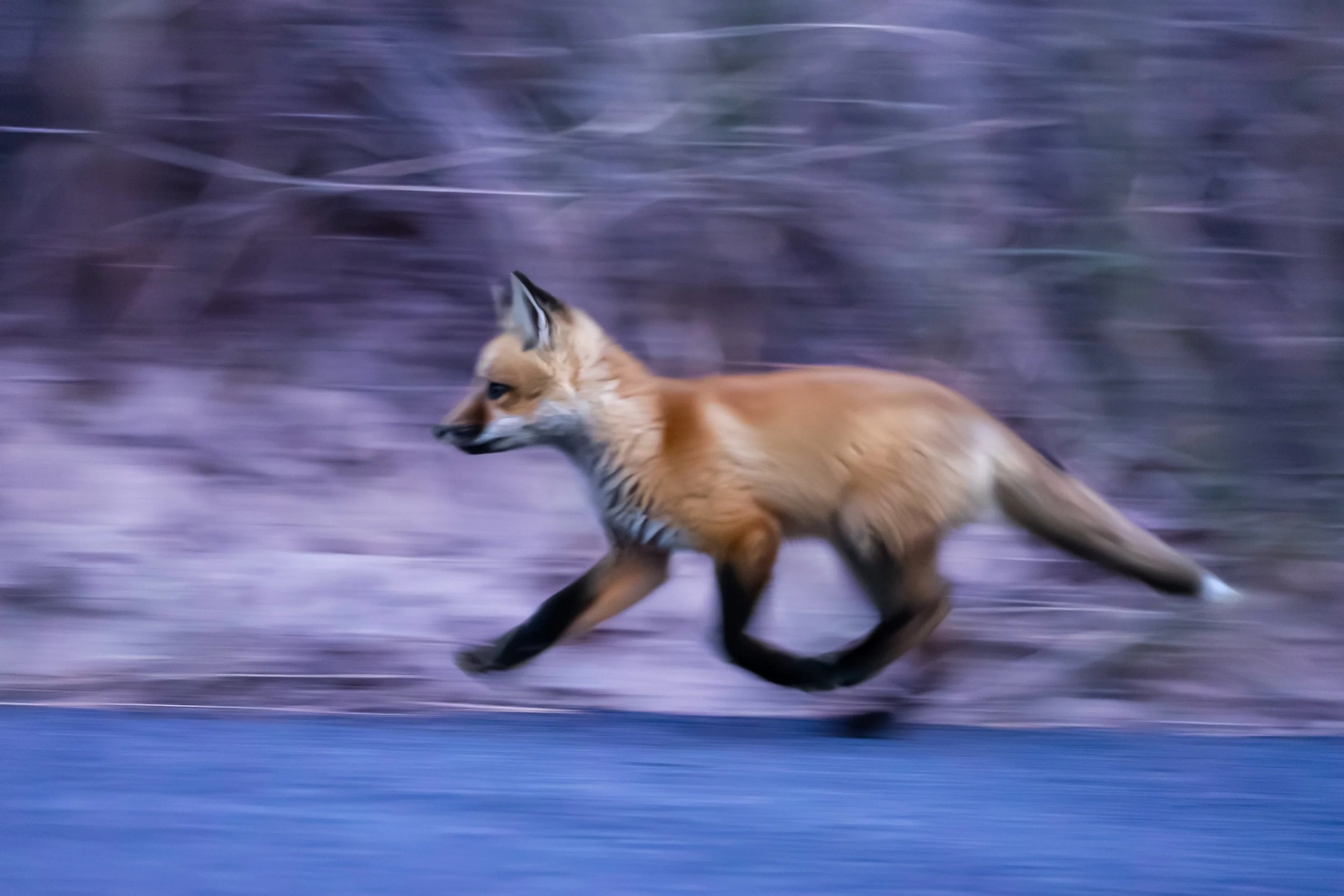 Foxes of Cape Cod