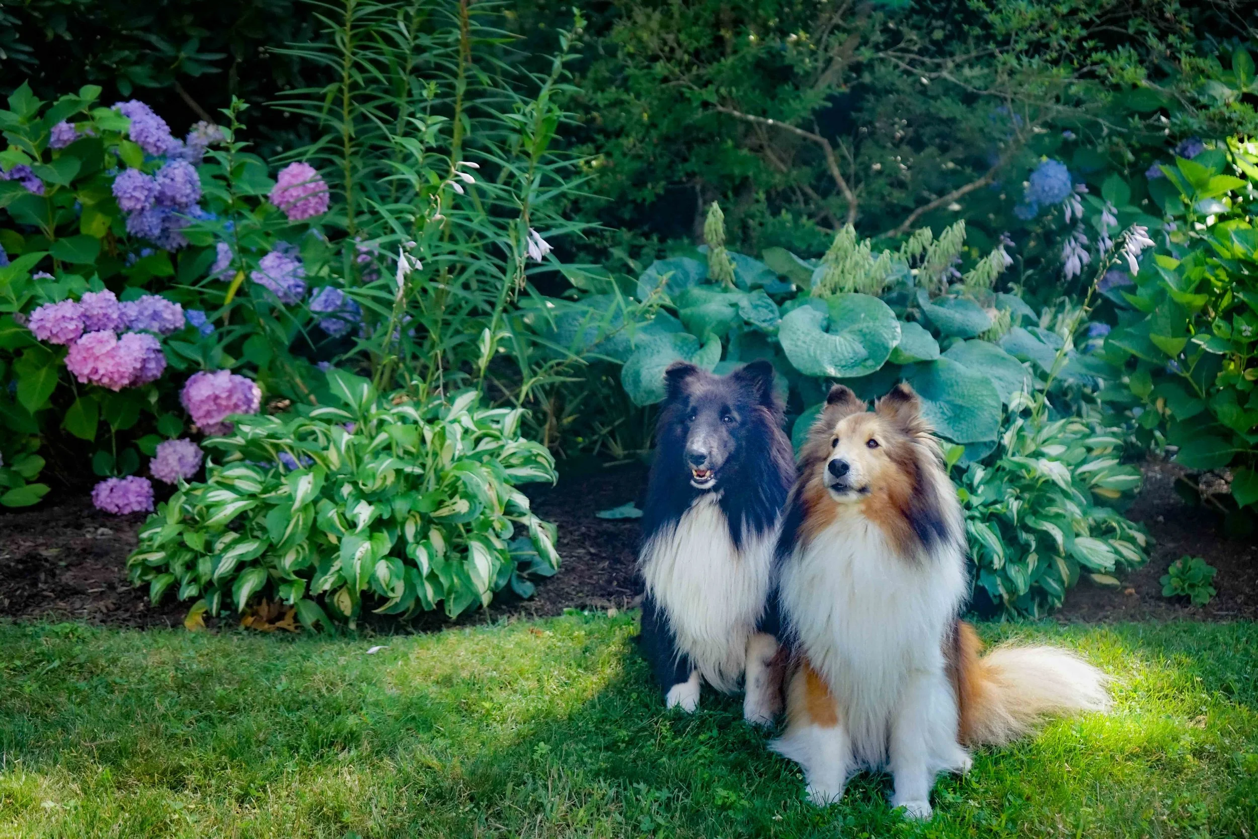 Boots Pups copy.jpg