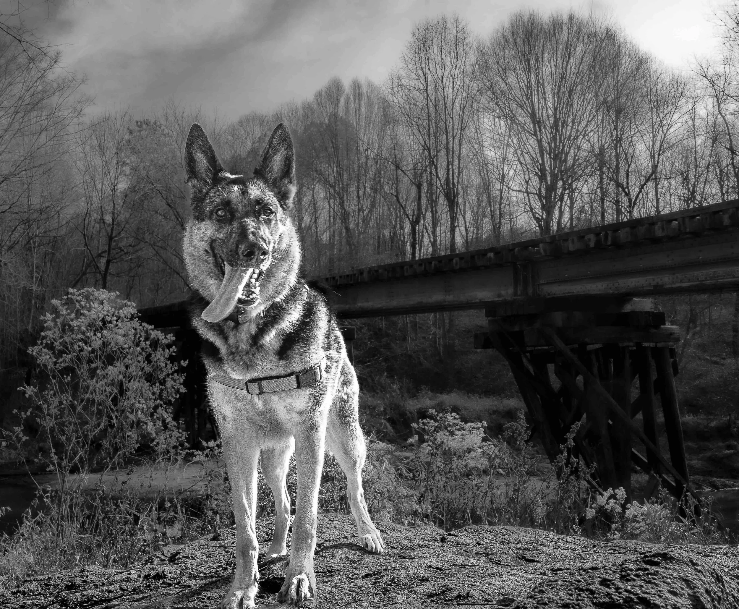 Roxie on Bridge B&W copy.jpg