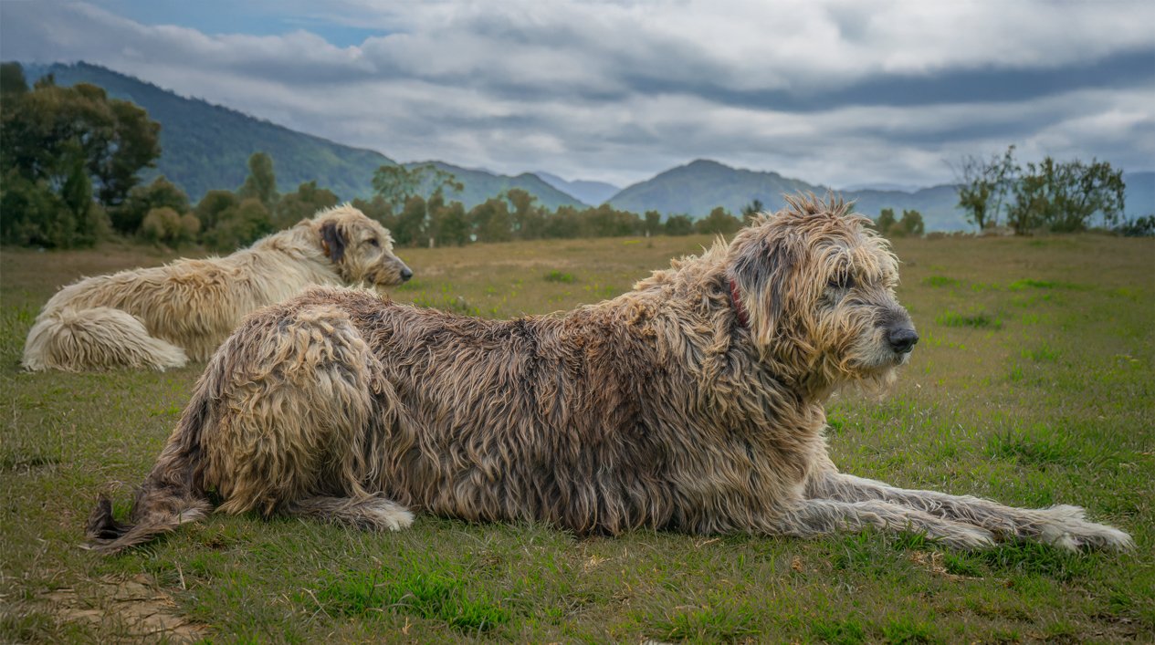 Irish Wolfhounds.jpg