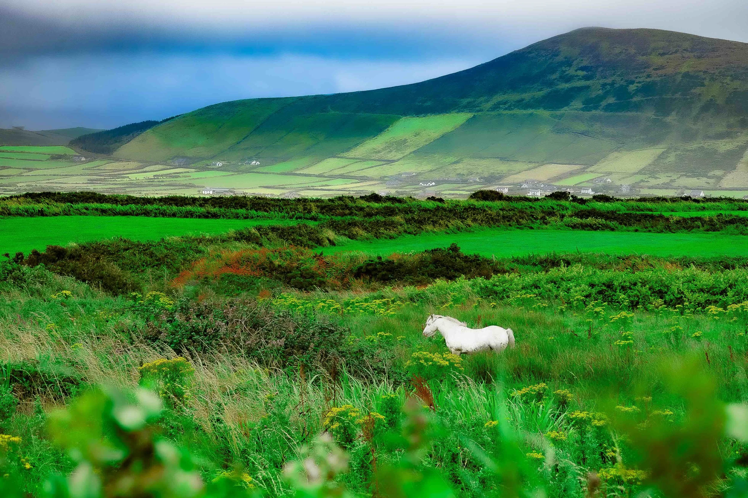 White horse in a field of green, with mountains in the background