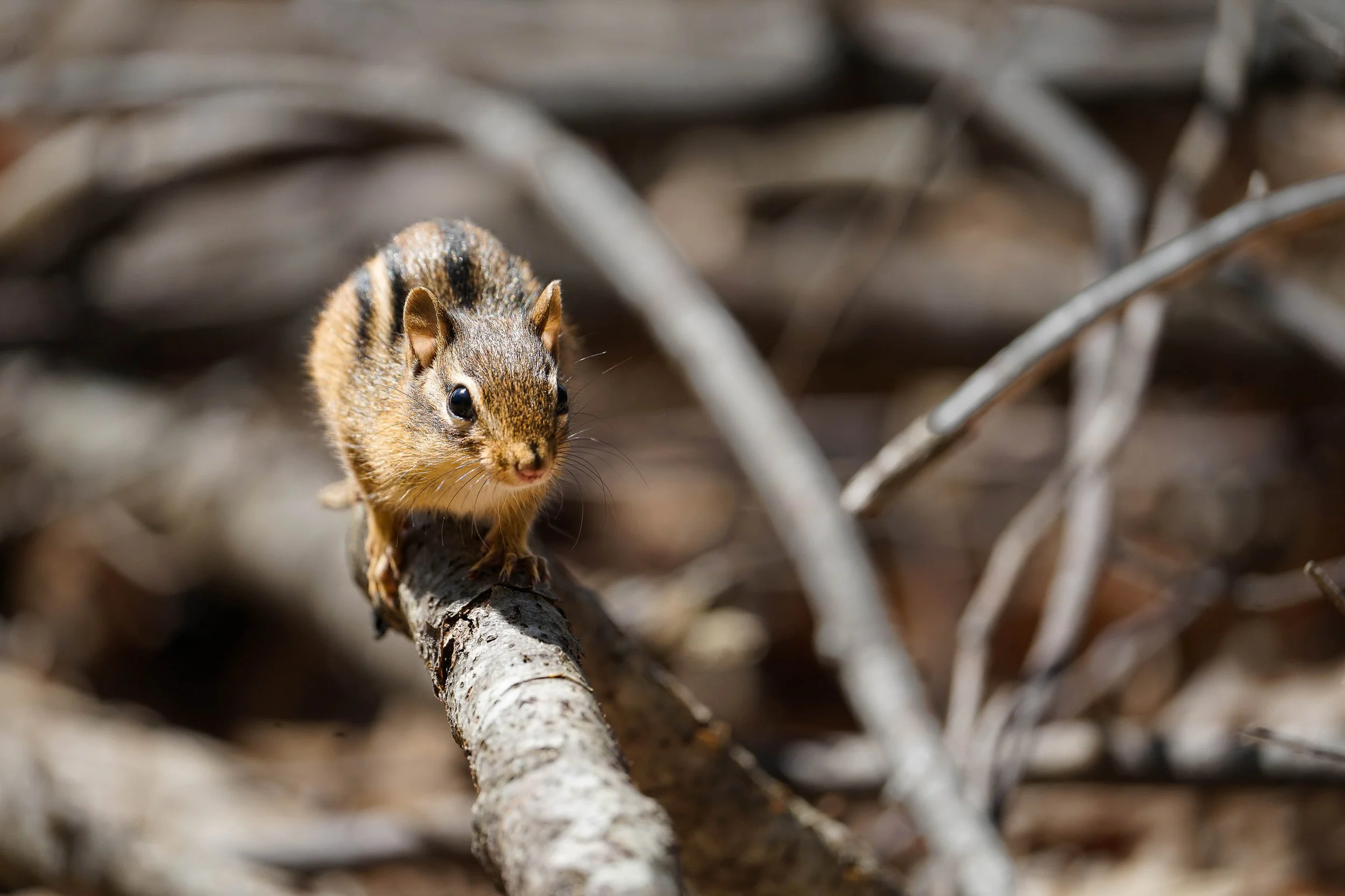 Chipmunk in Branches: While I had planned to photograph river otters this day, I didn’t see any. As I sat on the ground to pack up my gear and head home, curious chipmunks approached me and jumped about in tangled tree branches.