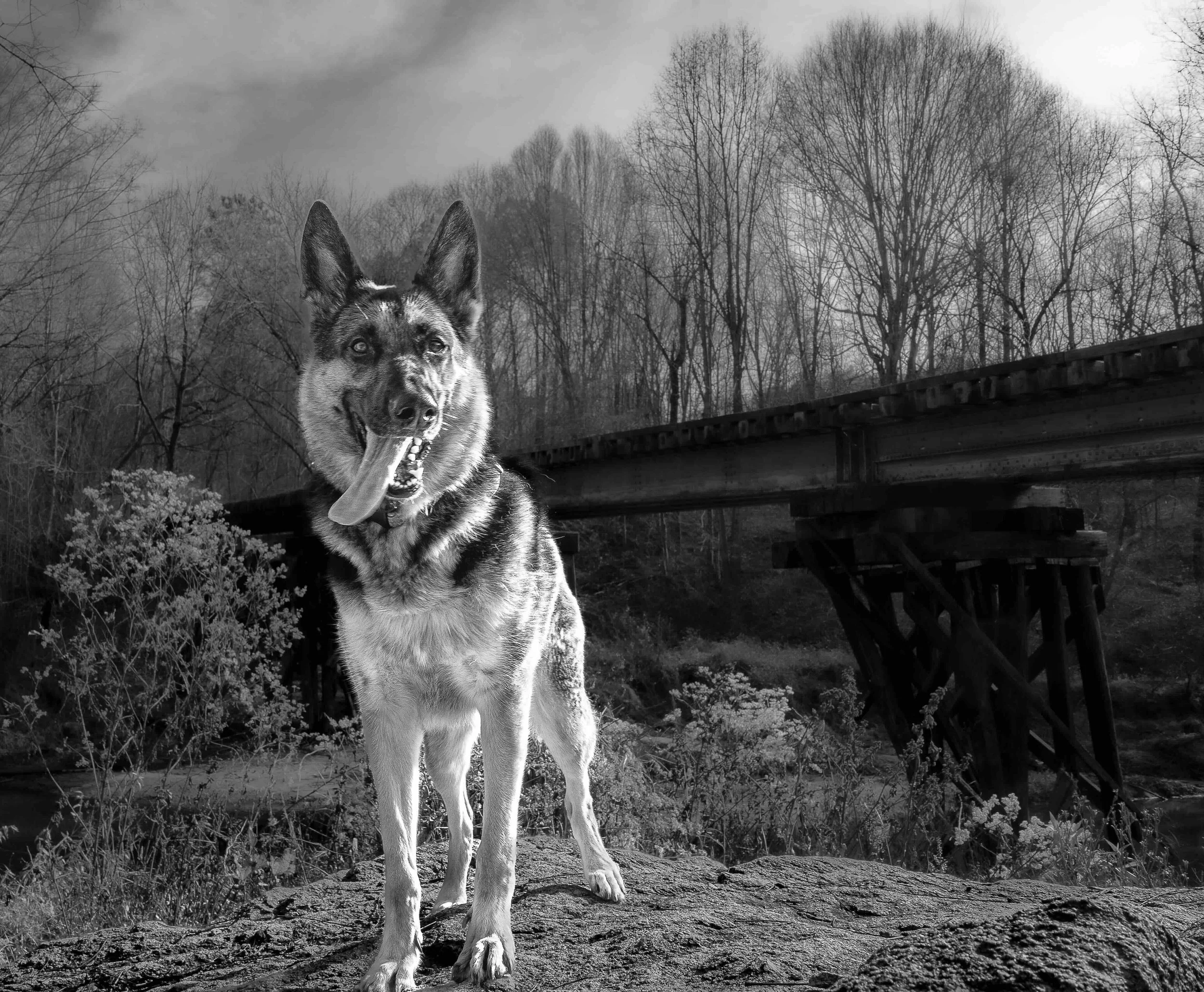 Roxie B&W copy.jpg