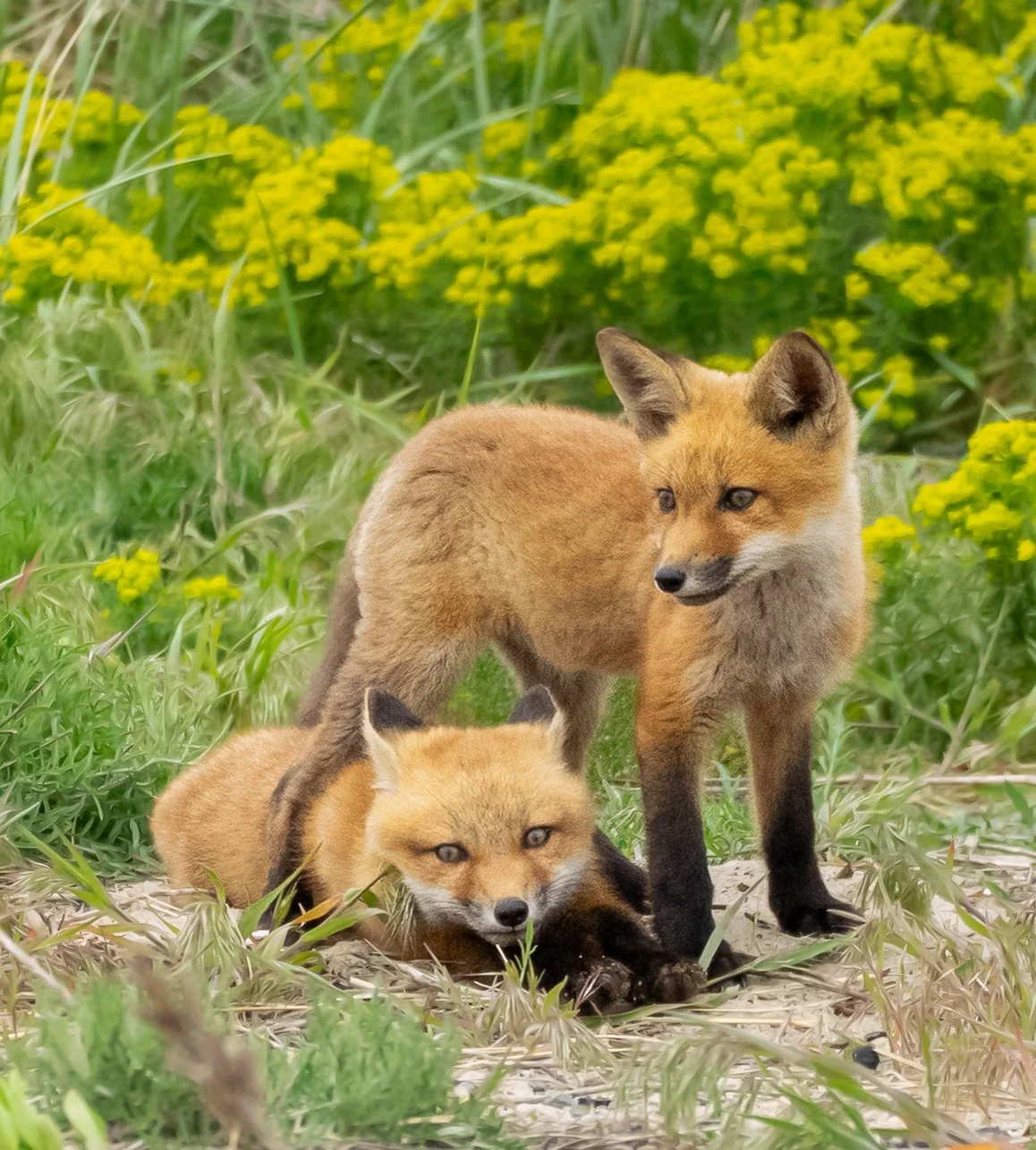 Fox Kits in Front of Flowers.jpg