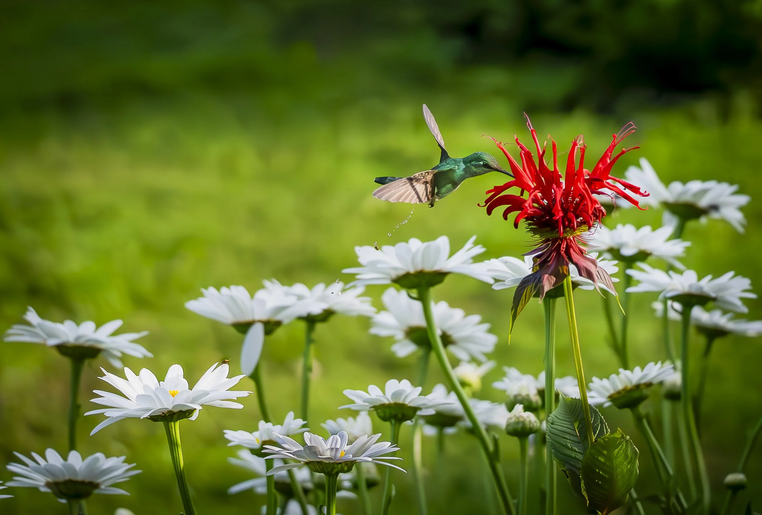 Hummingbird and Beetle: This hummingbird was flitting about while I was having dinner in Vermont. A photographer always brings her camera and I was hopping up from the table to get several shots, despite pain from a broken elbow. The waiter (an anima