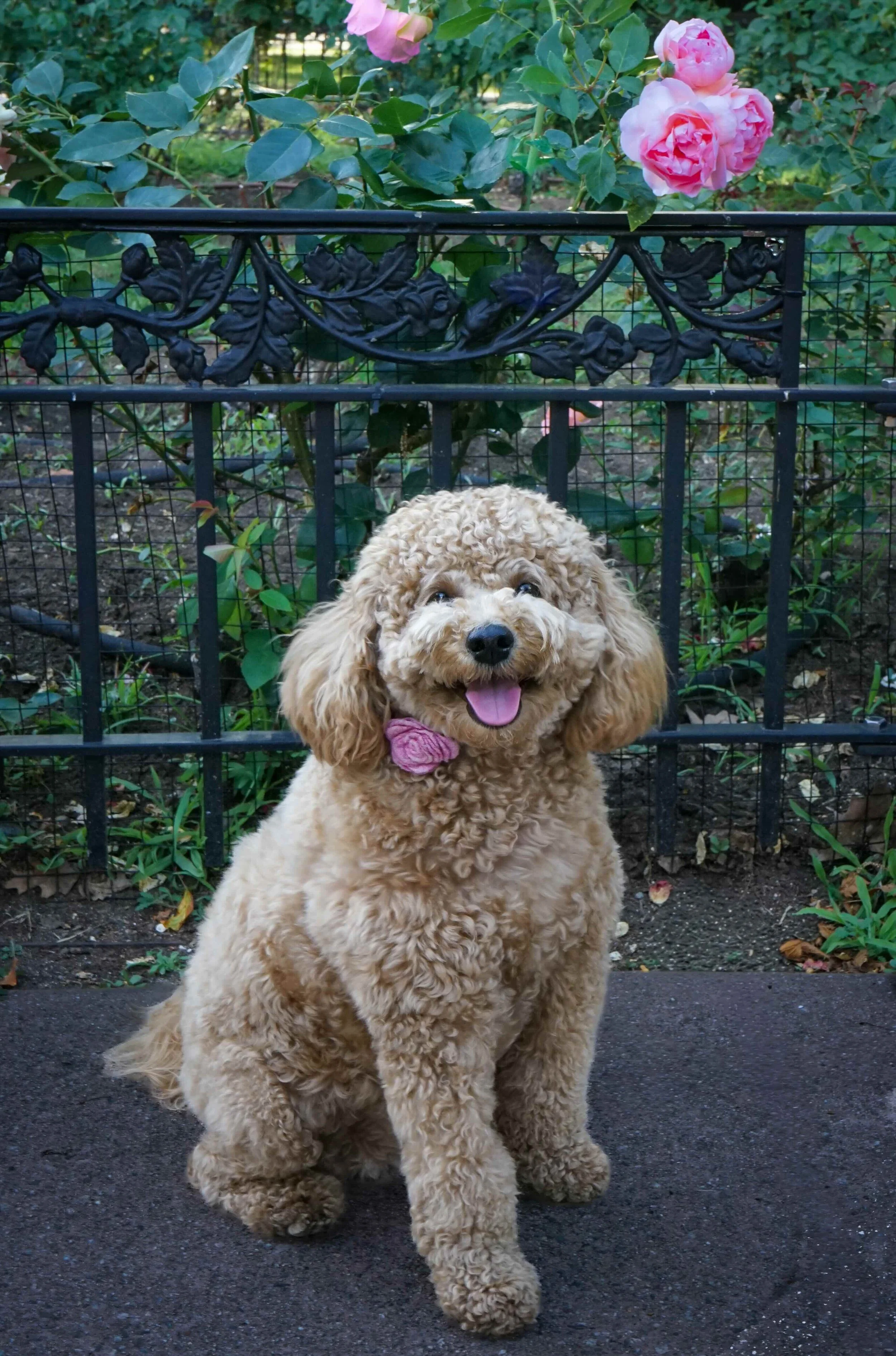 Rosie copy.jpg
