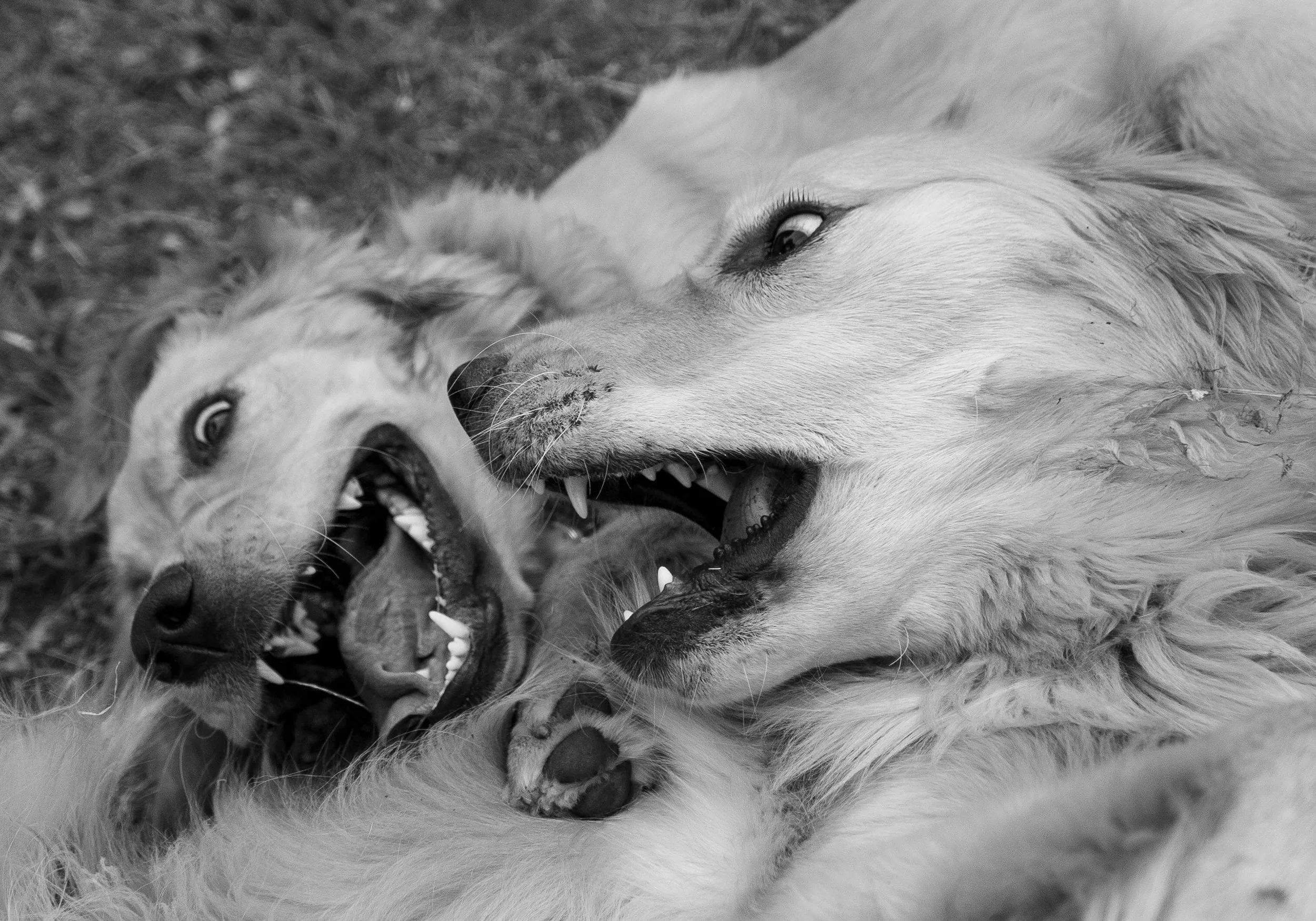 Carrot and Maple Toothy copy.jpg
