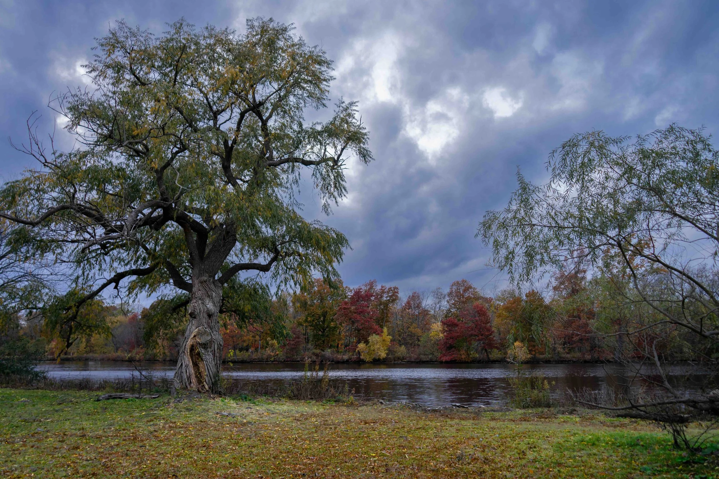 Tree Face by Charles Bike Path Autumn copy.jpg