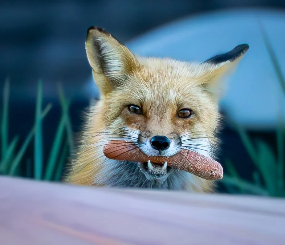 A Fox with a Hotdog.jpg