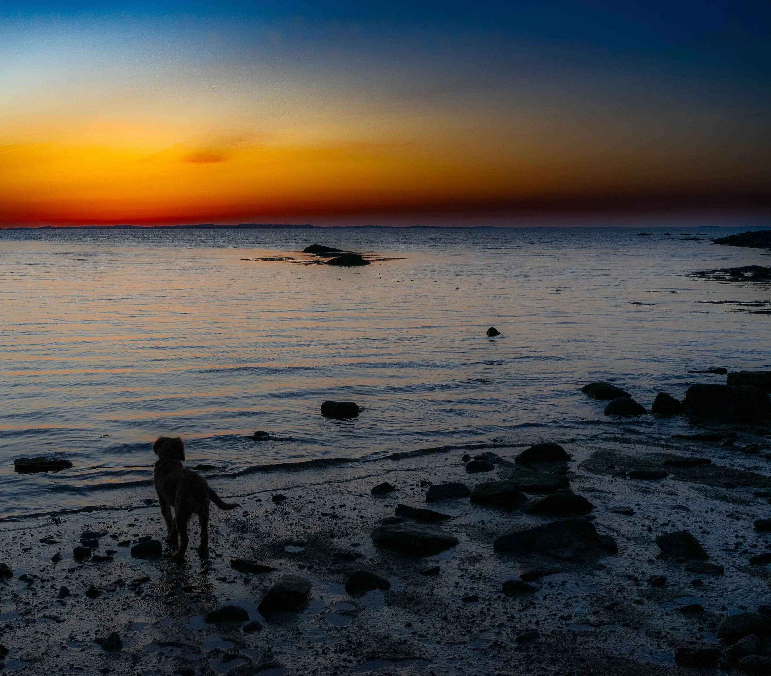 Puppy in Sunset copy.jpg