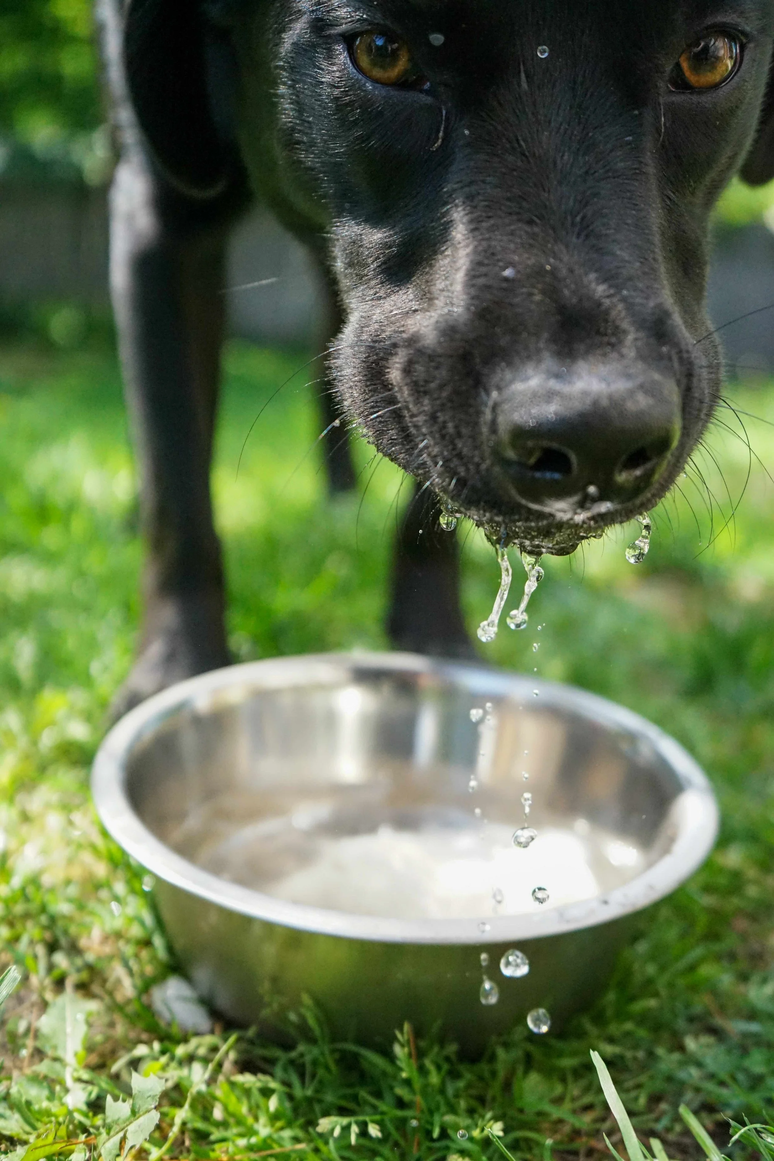Josie Drinking copy.jpg