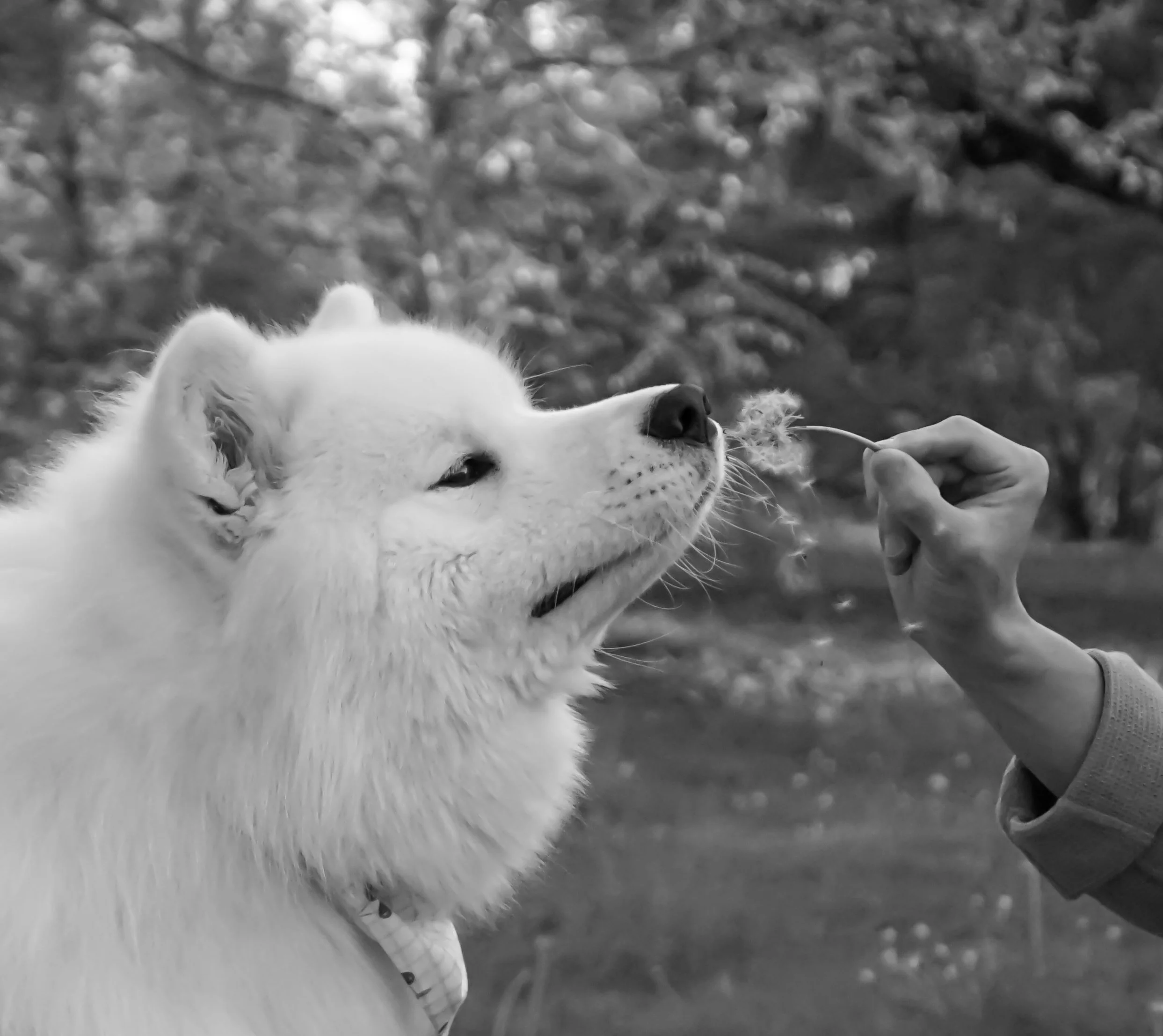 Kiro Sniffing Dandelion copy.jpg