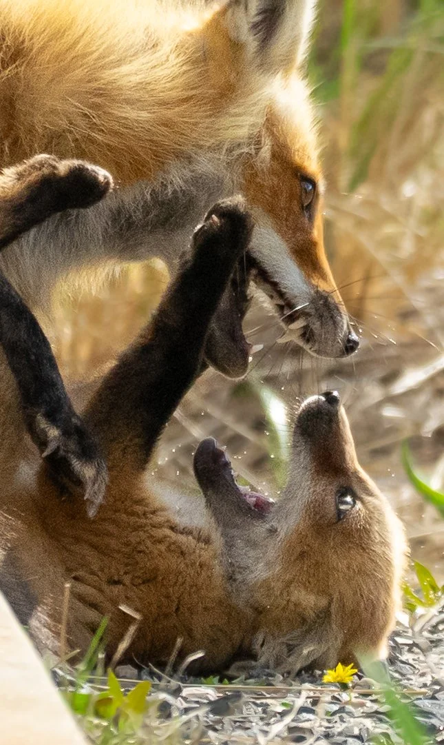 Fox Mom with Kit 5.jpg