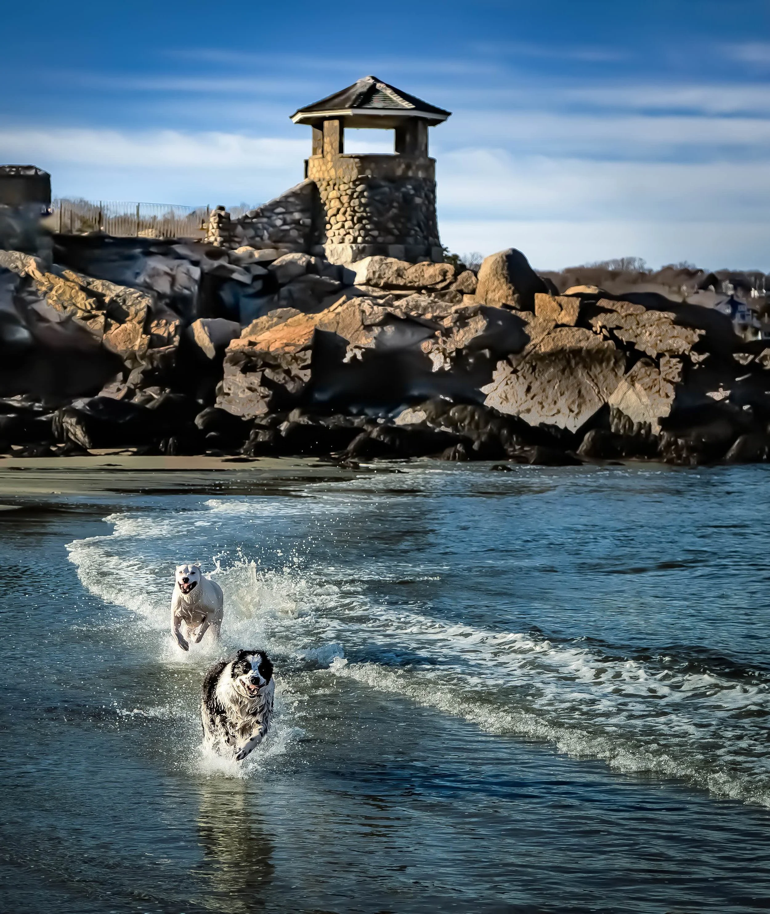 Happy Dogs Rockport copy.jpg