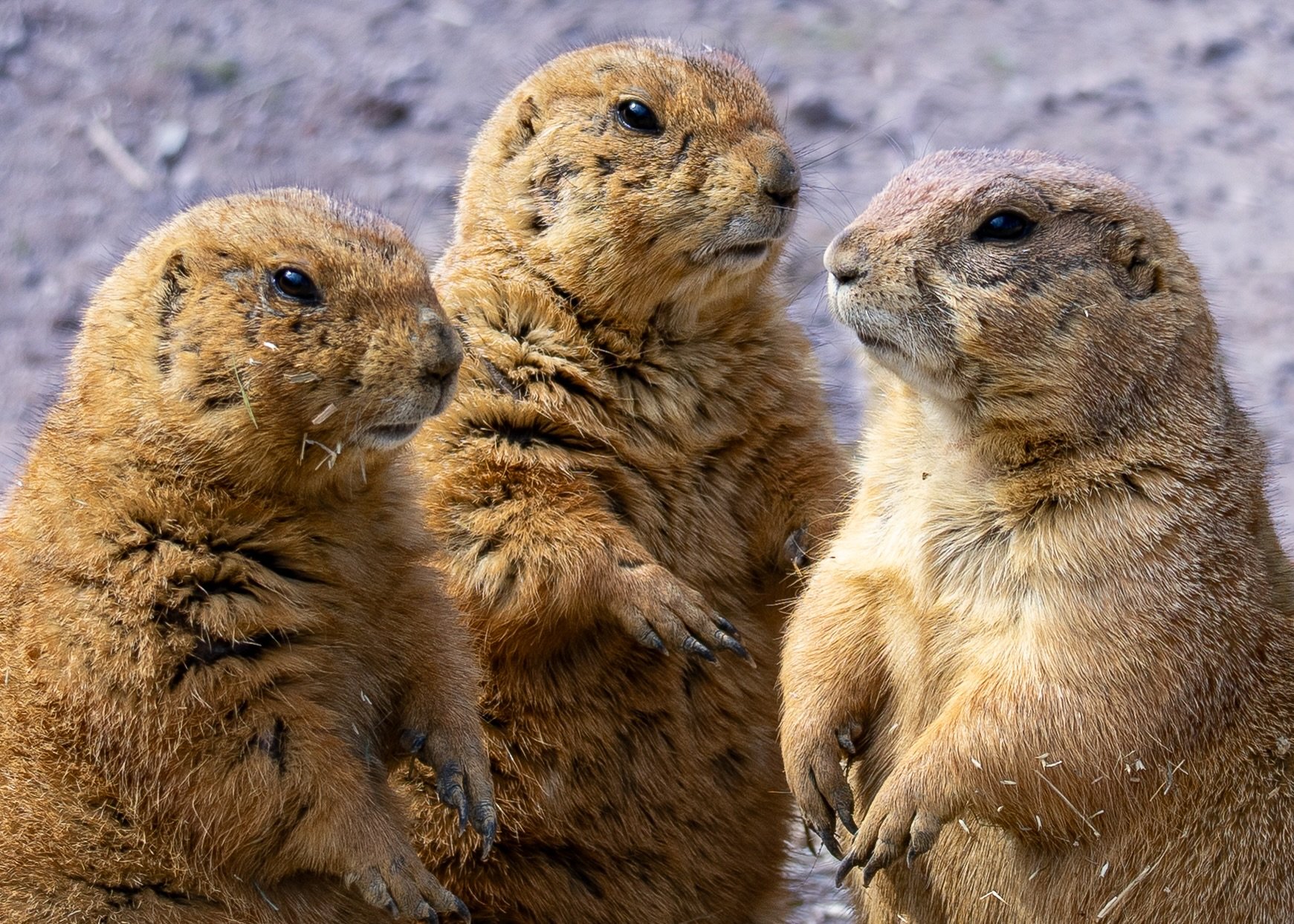 Meeting of the Minds copy.jpg