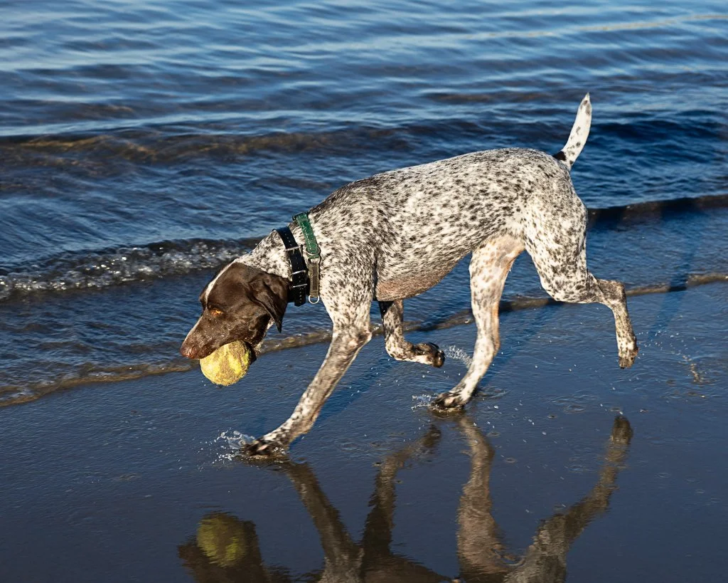 One Year Old Pointer Good Lighting.jpg