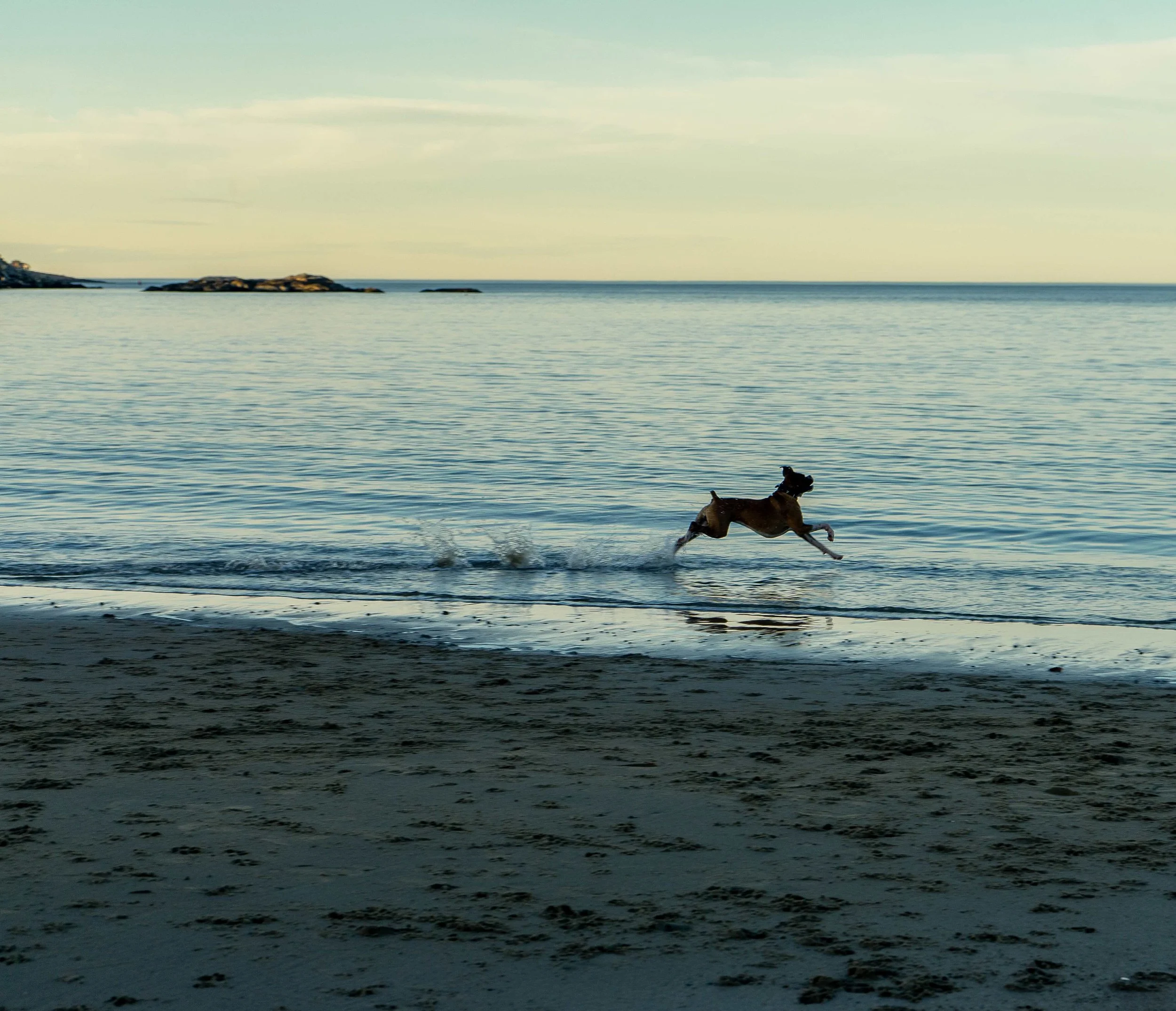 Boxer on Beach copy.jpg