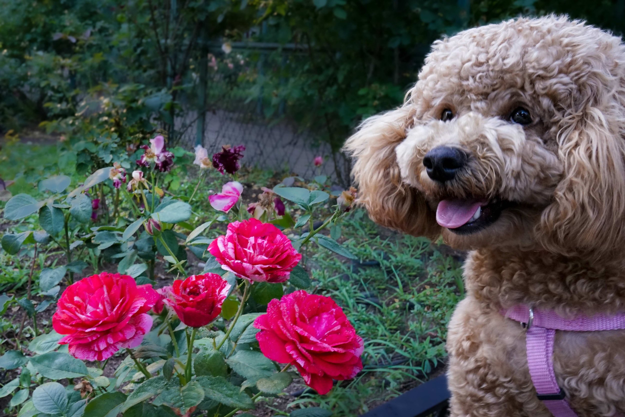 Rosie-19 copy.jpg