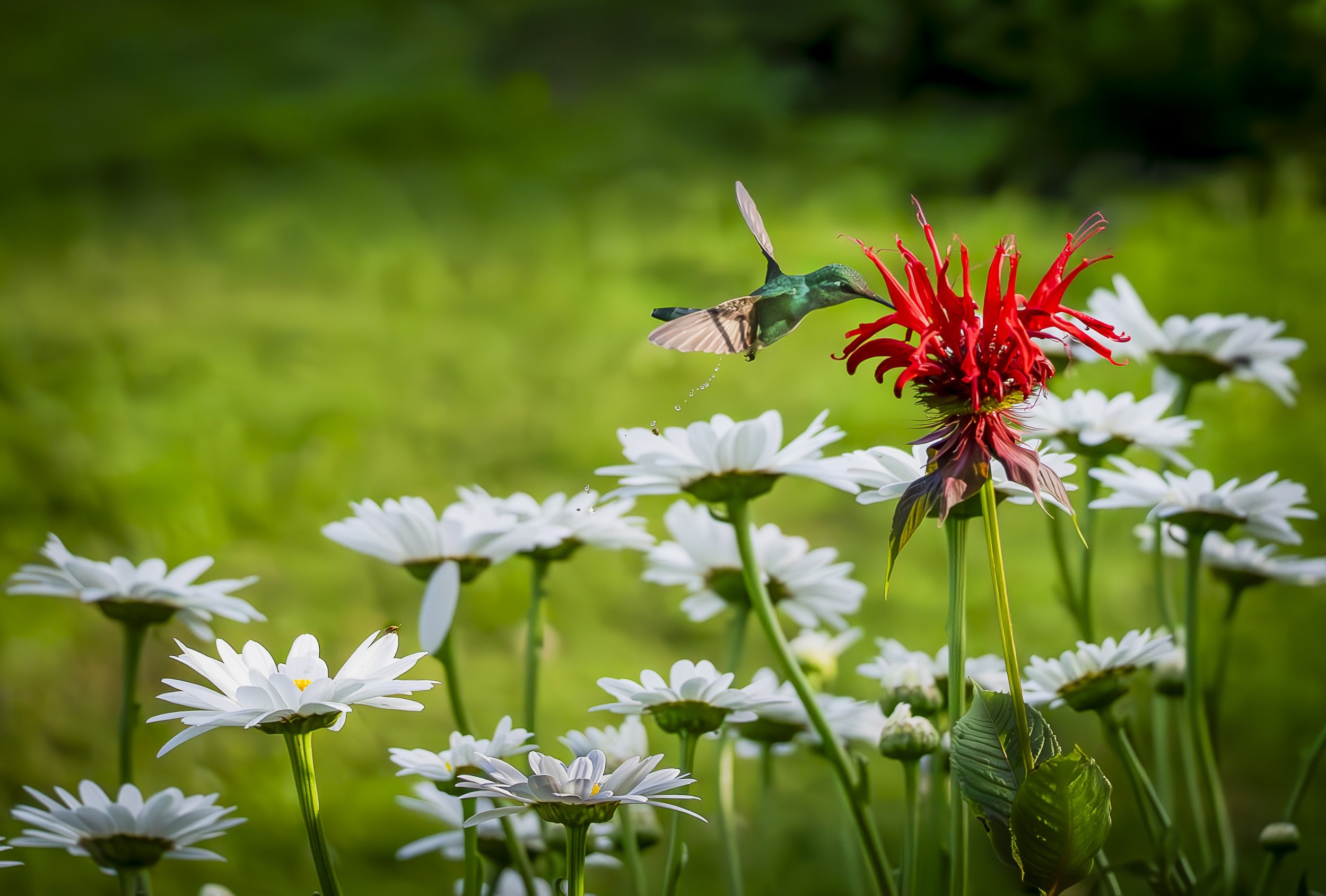 A green hummingbird flies to a red flower in a sea of white daisies. It is peeing, and it narrowly misses the beetle below.