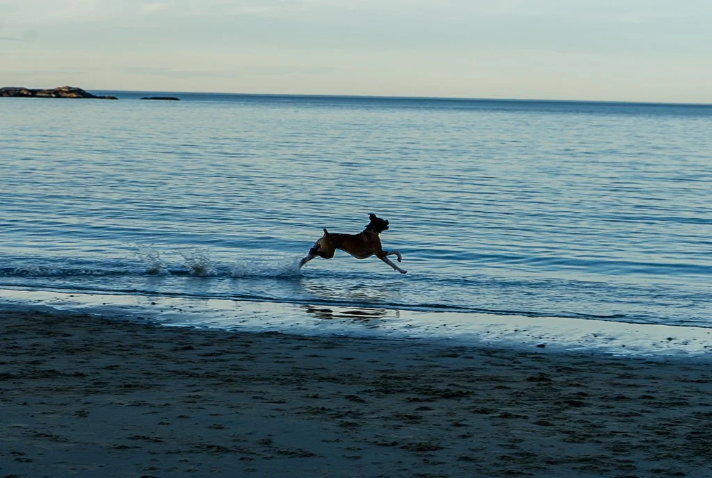 Boxer Silhouette.jpg