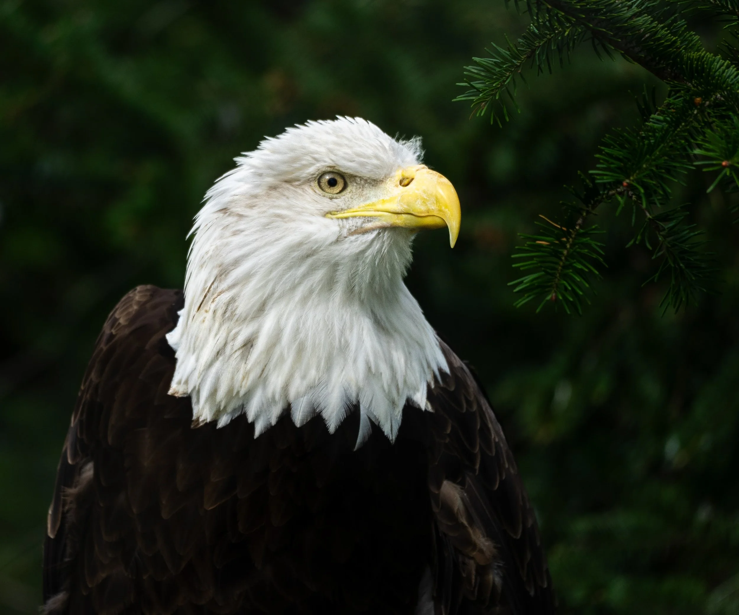 Eagle copy.jpg