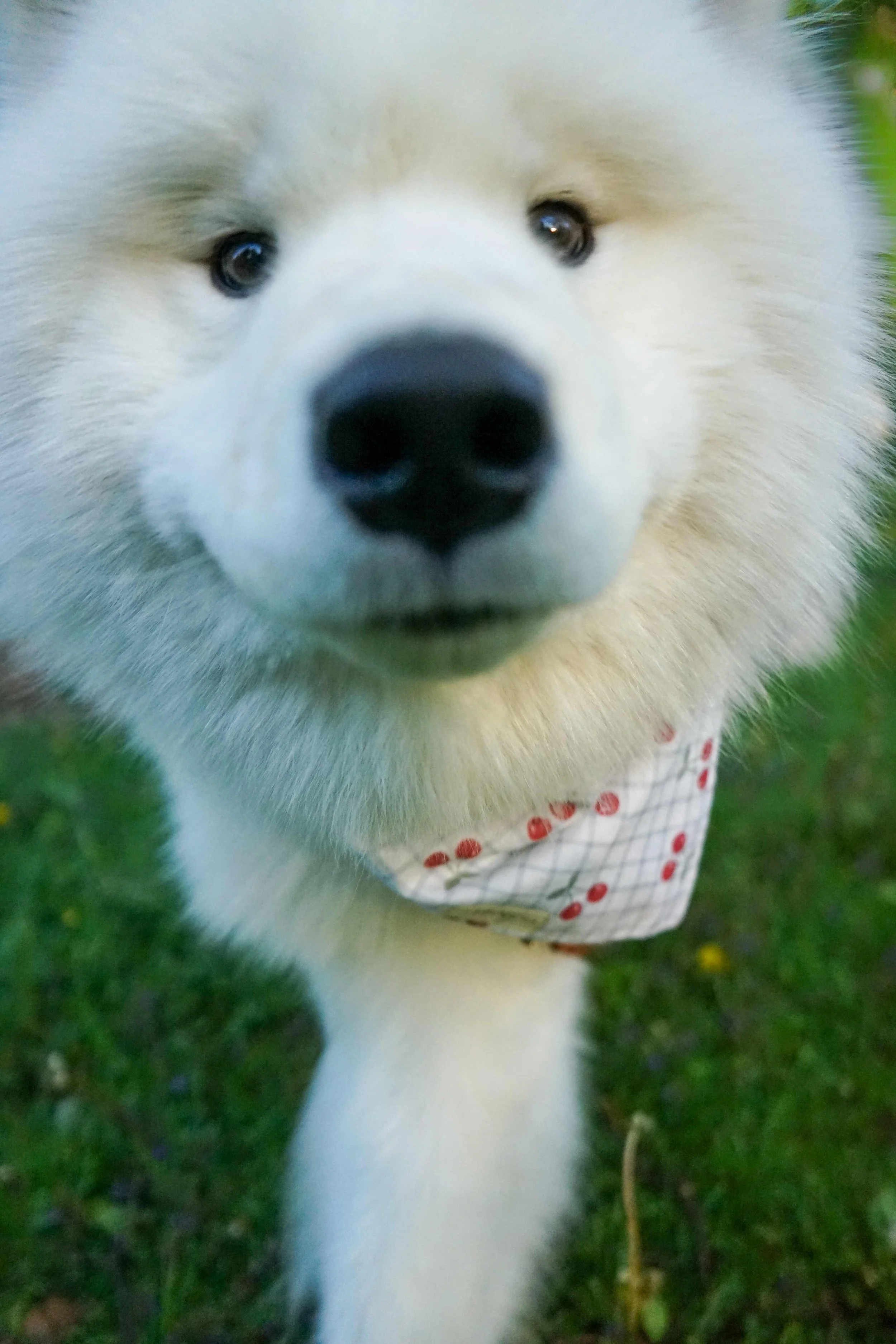 Kiro Closeup copy.jpg