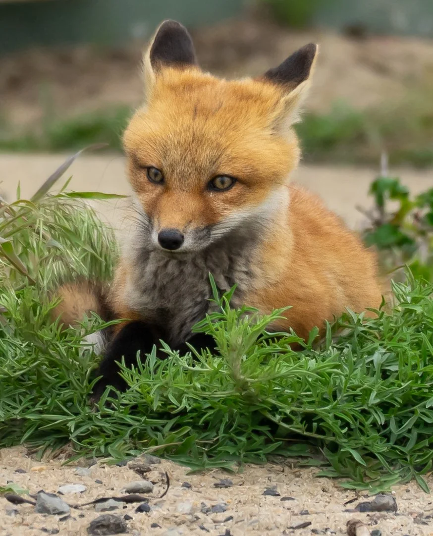 Fox Laying in Grass Ears Back.jpg