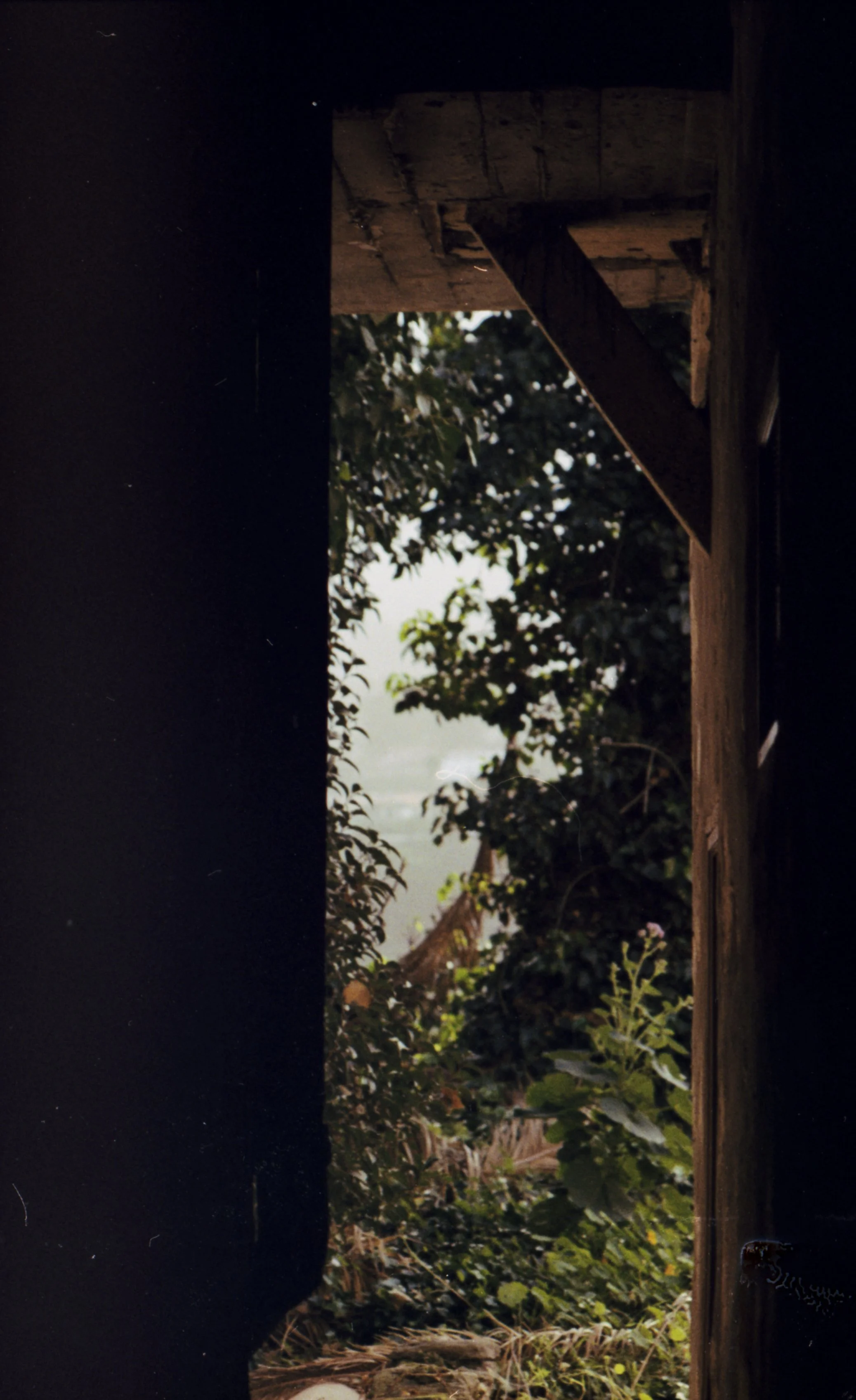 Ein Blick durch eine offene Tür auf einen verwunschenen Garten mit karibischen Bäumen und Pflanzen im Dämmerlicht.