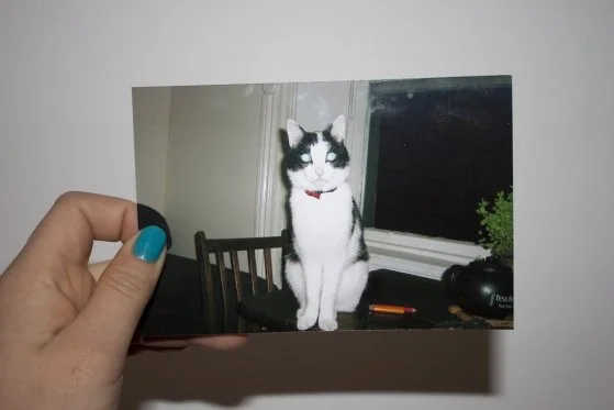 STAR GAZING LAZER CATS