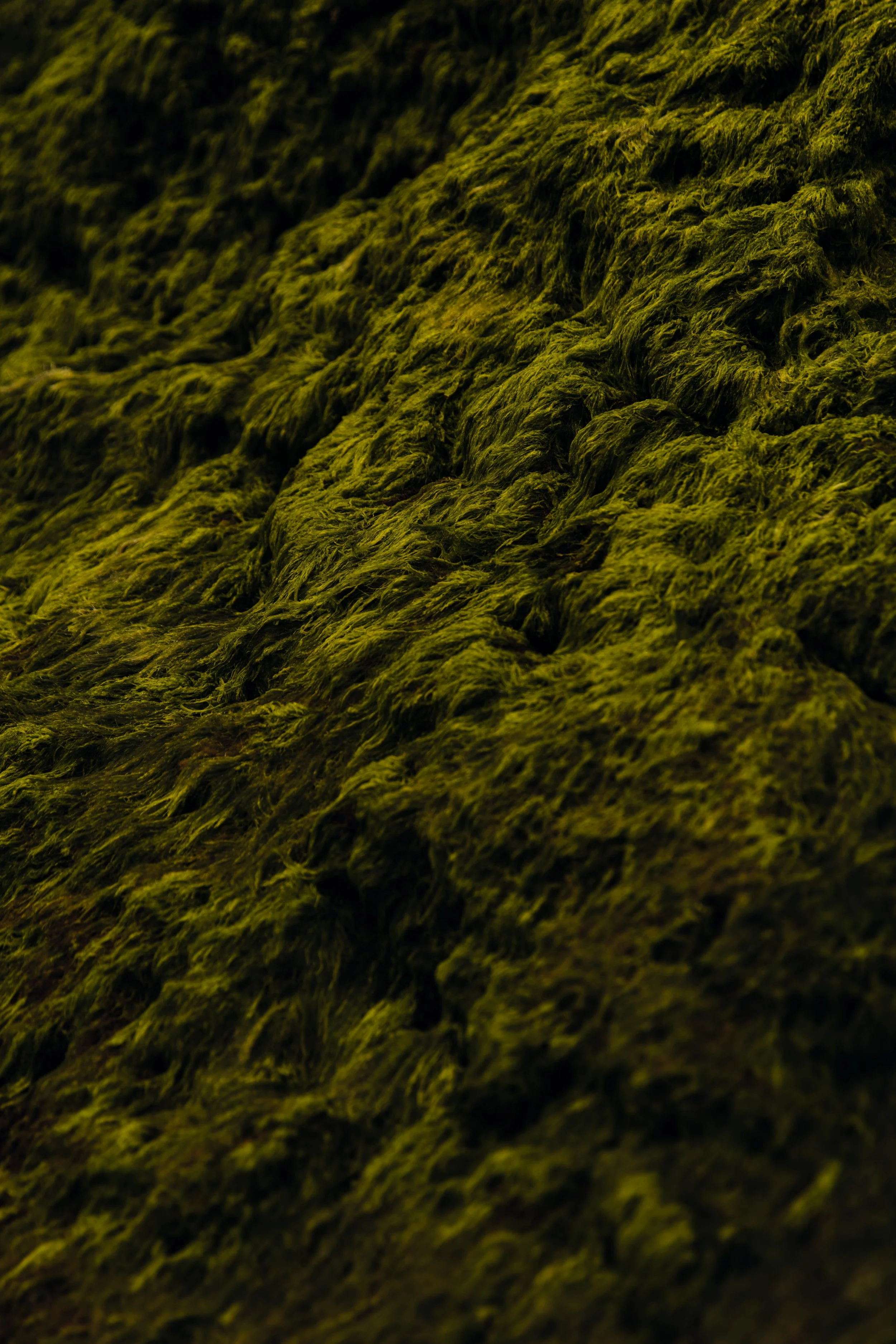 Cali-MarchMermaidCave-2026-9.jpg