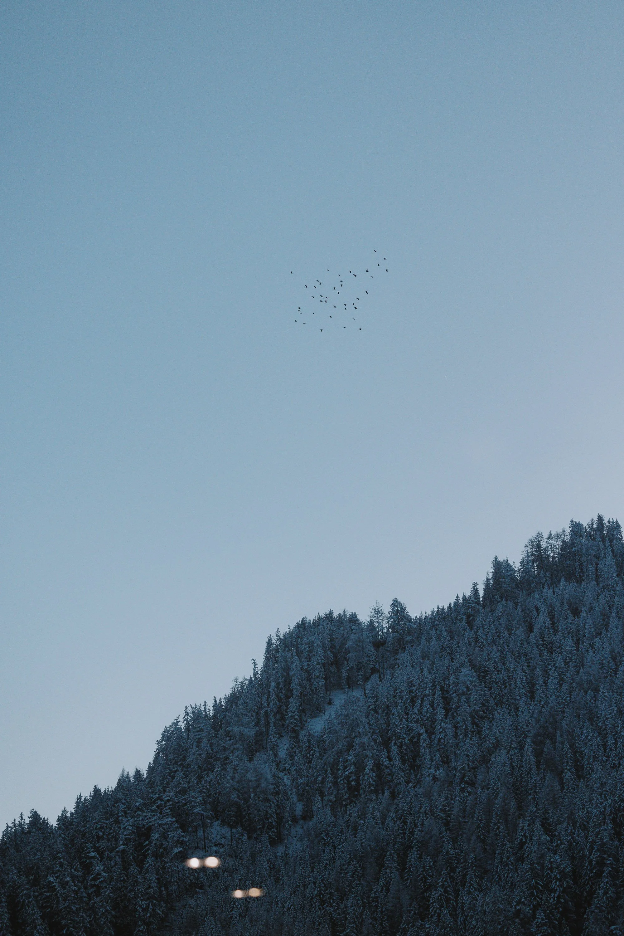 Berg mit verschneiten Bäumen und Vögel im Flug am Himmel.